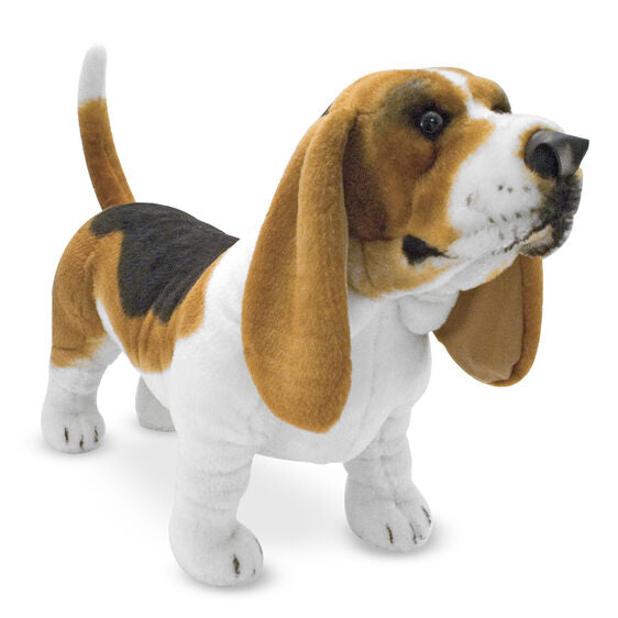 Basset hound