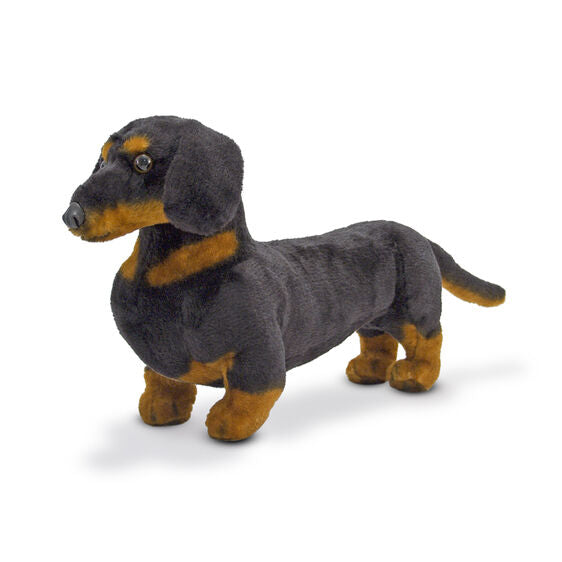 Dachshund