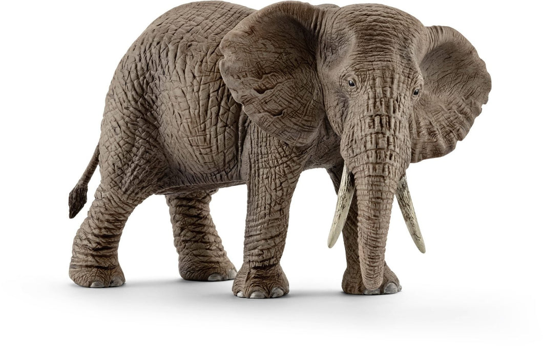 African elephant female