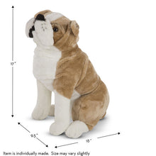 Load image into Gallery viewer, English bulldog
