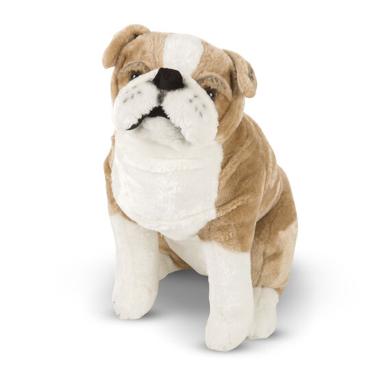 English bulldog